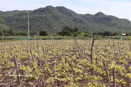 Les localités au sud de la province de Khanh Hoa étendent les zones de culture de la vigne à grande échelle. Photo : VNA