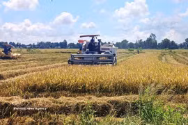 Récolte de riz à faibles émissions à la coopérative de services agricoles de Hông Phat, commune de Vinh Thanh, province de Cà Mau. Photo: VNA