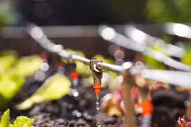 L'irrigation de précision permet de contrôler efficacement la salinité de la zone racinaire, créant ainsi des conditions favorables à une croissance stable des plantes. Photo : Journal "Agriculture et Environnement"