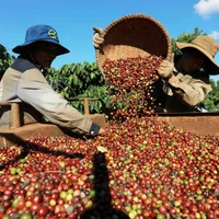 Récolte du café à Dak Lak. Photo: VNA