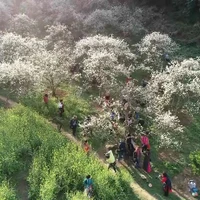 Les collines de thé de Moc Chau – Une destination attrayante pour les touristes