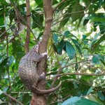 Le pangolin de 2,5 kg a été relâché dans son habitat naturel. Photo: VNA