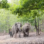 Les éléphants en bonne santé évoluent librement dans leur habitat naturel, témoignant de la réussite des efforts de conservation menés par le Centre de conservation des éléphants, de sauvetage des animaux et de gestion forestière de la province de Dak Lak. Photo: VNA