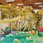 Les deux plus grands squelettes de baleine du Vietnam sont consacrés au temple Tân, dans le district de Ly Son (actuellement zone spéciale de Ly Son, province de Quang Nga au Centre). Photo: baoquangngai