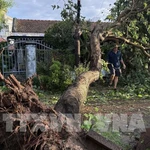 Des arbres sont tombés après le passage du typhon Kalmaegi. Photo : VNA