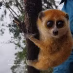 Le loris pygmée. Photo: VNA