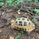 La tortue à tête jaune est inscrite dans le Livre rouge du Vietnam et sur la liste des espèces menacées de l’Union internationale pour la conservation de la nature (UICN). Photo: VNA