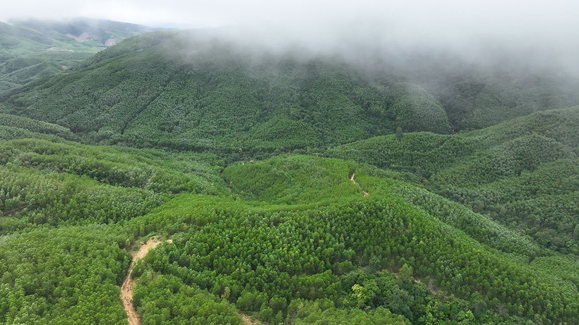 En 2025, le Vietnam a planté 285 000 hectares de forêts, soit 109,5 % de l’objectif fixé, ainsi que 108 millions d’arbres dispersés. Photo : VNA