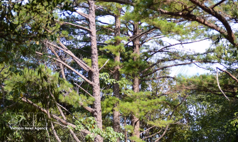 Le parc national de Bach Ma abrite de nombreux pins centenaires. Photo : VNA