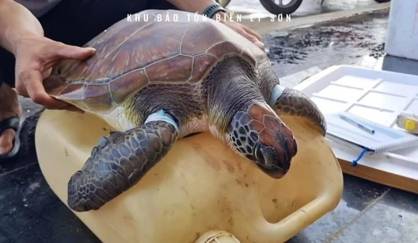 L'animal, pesant environ 12 kg, est actuellement soigné avant d'être relâché dans son habitat naturel. Photo : VNA