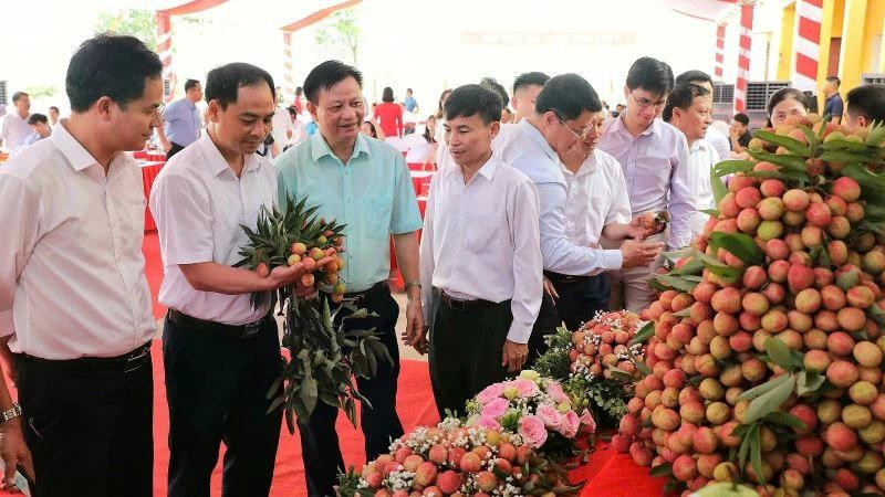Cette année, la production de litchis de Tan Yen, spécialité réputée du district éponyme, est estimée à 15 500 tonnes, dont 15 000 tonnes de litchis précoces. Photo : https://nhandan.vn/