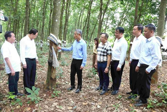 L'ambassadeur Nguyên Minh Vu (troisième à gauche) visite la plantation d'hévéas de la Sarl du développement de caoutchouc Hoang Anh Mang Yang K, filiale du Groupe de l'industrie du caoutchouc du Vietnam, dans la province de Ratanakiri, au Cambodge. Photo : VNA