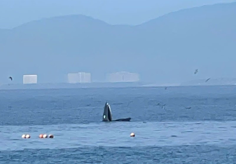 Une grande baleine a été observée le 7 août près de l'île de Hon Mun, dans la baie de Nha Trang, province de Khanh Hoa. Photo : VNA