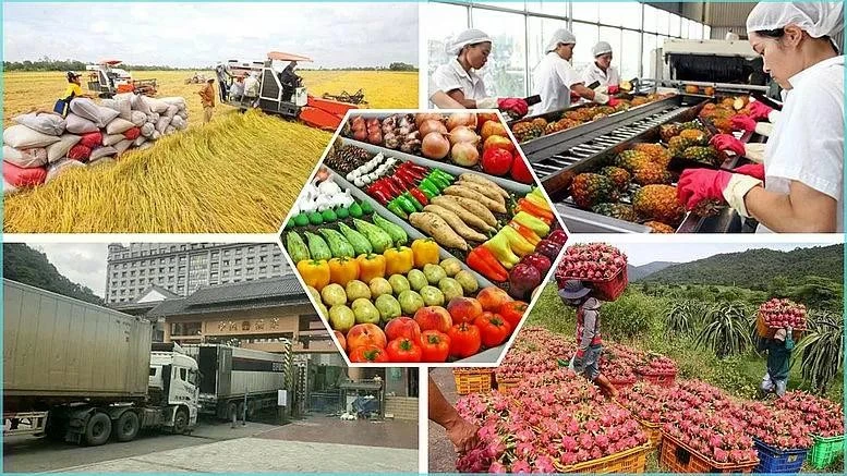 Le Vietnam a exporté pour 28,04 milliards de dollars de produits agricoles, sylvicoles et aquatiques au cours des cinq premiers mois de 2025. Photo : congthuong.vn