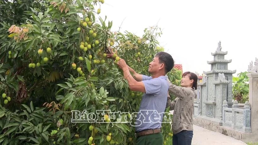 Dans une semaine, le district de Phu Cu, connu comme la capitale du litchi à maturation précoce de la province de Hung Yên (Nord), entamera sa récolte. Photo : https://baohungyen.vn/