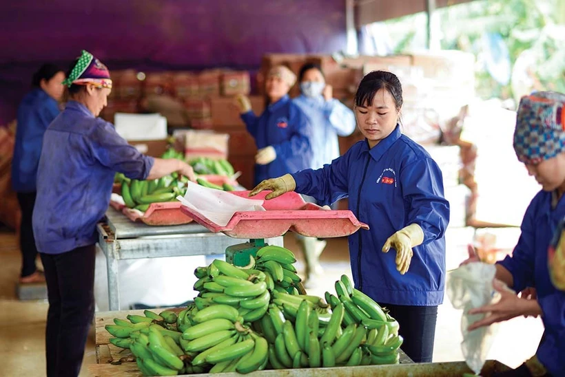 L’an dernier, le secteur agricole vietnamien a enregistré près de 63 milliards de dollars d’exportations. Photo : Baodautu.vn 