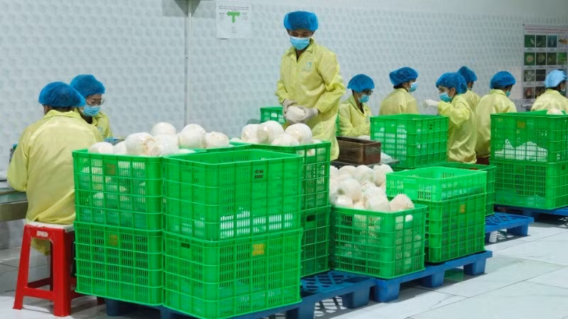Conditionnement de noix de coco destinées à l'exportation dans une entreprise de la province de Vinh Long. Photo : https://nhandan.vn/
