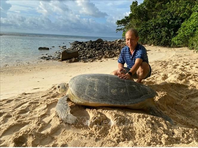 Une tortue mère de près de 150 kg est venue pondre à la plage de Cat Lon (îlot de Bay Canh), parc national de Con Dao. Photo : VNA