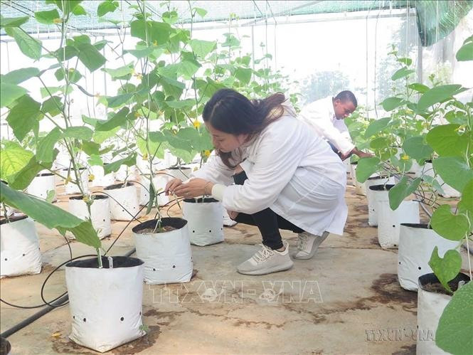 Un système d'irrigation goutte à goutte financé par Israël à l'Université d'agriculture et de foresterie de Thai Nguyen. Photo : VNA