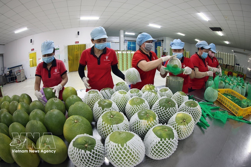 Les exportations de fruits et légumes du Vietnam ont démarré l’année 2026 sur un rythme exceptionnel. Photo : VNA