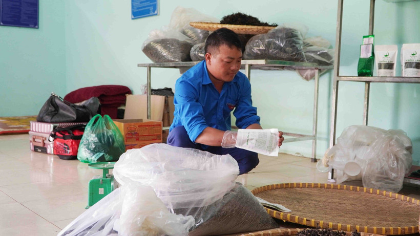 Sung A Pang, directeur de la coopérative Xin Chai (commune de Khong Lao), emballe le thé fini. Photo : https://baolaichau.vn/