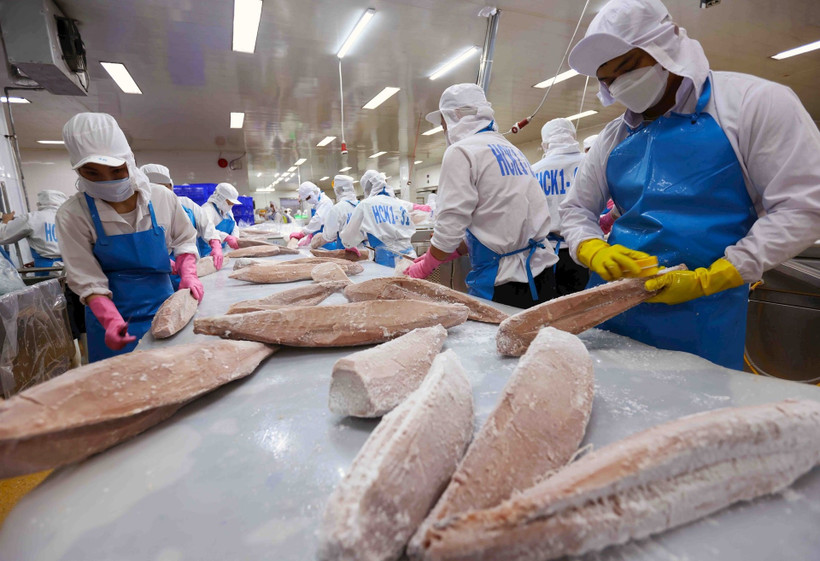 Tri et transformation du thon destiné à l'exportation. (Photo : Vu Sinh/VNA)