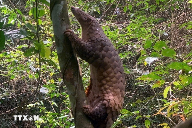 Les autorités de la province de Quang Ngai (Centre) ont procédé à la remise en liberté d'un pangolin rare dans son environnement naturel. Photo : VNA