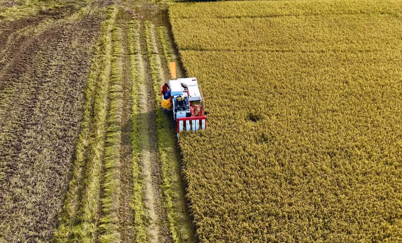 Récolte du riz d'hiver-printemps 2025 dans la province d'An Giang. Photo : VNA