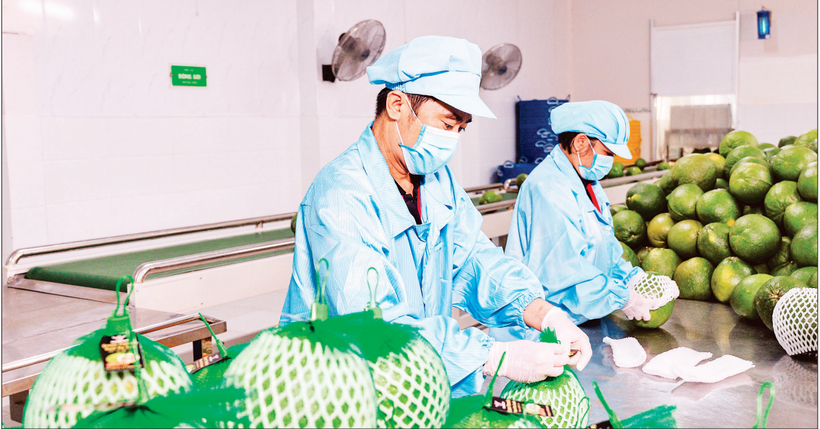 Conditionnement de fruits pour l'exportation chez la compagnie Vina T&T Group . Photo : nhandan.vn