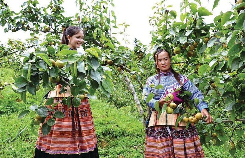 Une plantation de poiriers dans la province montagneuse de Lào Cai (Nord). Photo : VNA/CVN