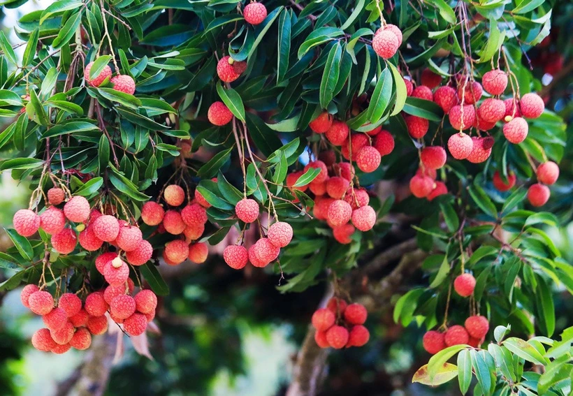 Pour la saison 2025, la production estimée de litchis devrait atteindre environ 303 000 tonnes, soit une hausse de 30 % par rapport à 2024. Photo : tapchicongthuong.vn