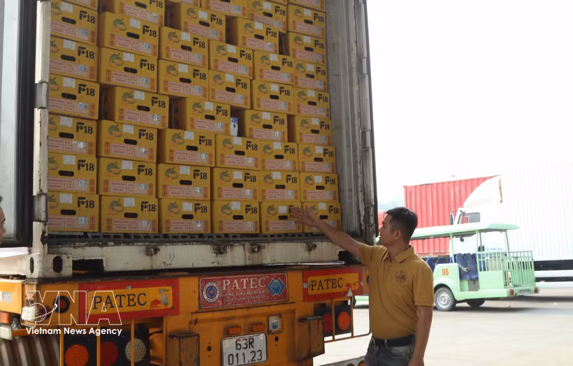 Les durians frais sont conservés dans des boîtes en carton conformes aux normes. Photo : VNA