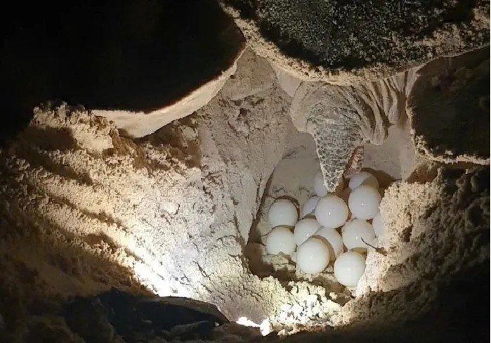 Photo : https://www.sggp.org.vn/