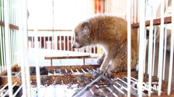 Le primate rare, pesant 0,5 kg, a été découvert par Hô Van Thom lors de travaux agricoles. Photo : Journal, radio et télévision de Nghe An