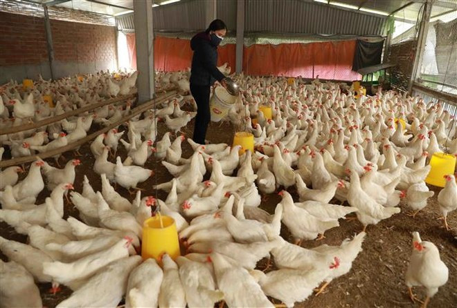 Selon le ministère vietnamien de l’Agriculture et du Développement rural, les exportations de produits de l’élevage du pays ont atteint environ 447,5 millions de dollars au cours des neuf premiers mois de 2025. Photo : VNA