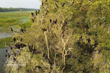 De nombreuses espèces d’oiseaux viennent s’installer et vivre au Parc national de Tram Chim. Photo: VNA