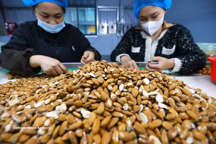 Tri et transformation d’amandes destinées à l’exportation à l’usine de Gold Tree Food Vietnam Co., Ltd. (entreprise à capitaux 100 % chinois), située dans la zone industrielle de Tu Ha, à Huê. Photo: VNA