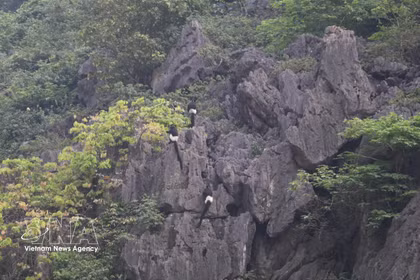 Des langurs de Delacour, espèce de primate rare et endémique du Vietnam, observés dans la Réserve naturelle des zones humides de Vân Long, province de Ninh Bình.