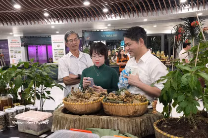 Le ginseng Ngoc Linh, un trésor national en quête d'un rayonnement international. Photo: VNA