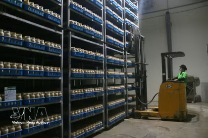 Un robot assure le chargement et le déchargement des marchandises, réduisant la pénibilité du travail et améliorant l'efficacité des opérations. Photo : VNA
