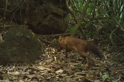 Première réapparition du dhole en milieu naturel depuis plus de 20 ans au Vietnam. Photo: VNA