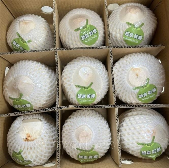 Le noix de coco fraîches du Vietnam exportées vers la Chine via le poste-frontière de Bac Luân II. Photo : VNA