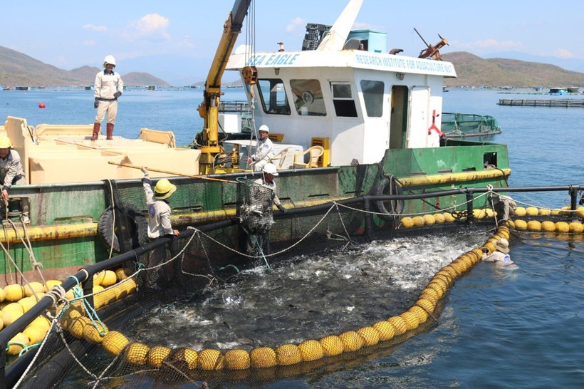 Modèle d'aquaculture marine industrielle dans la baie de Van Phong, district de Van Ninh (aujourd'hui commune de Van Ninh), province de Khanh Hoa. Photo : VNA