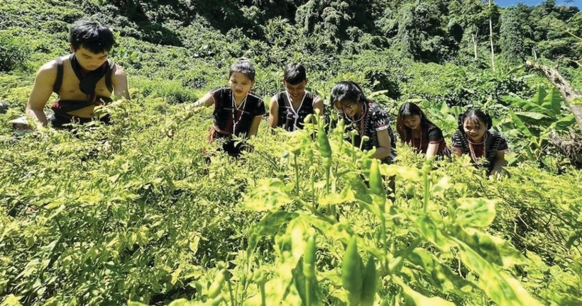 Des agriculteurs Co Tu cueillent avec soin des piments A Riêu dans leurs fermes du district de Dông Giang, à Quang Nam. Photo : CTV/CVN 