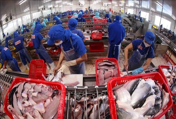 La transformation du pangasius pour l'exportation dans l'usine du Groupe Sao Mai, province d'An Giang (Sud). Photo : VNA