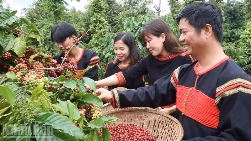 La province de Dak Lak, qui produit environ 30 % de la production totale de café du Vietnam, est réputée pour ses grains de Robusta parmi les meilleurs au monde. Photo : nhandan.vn