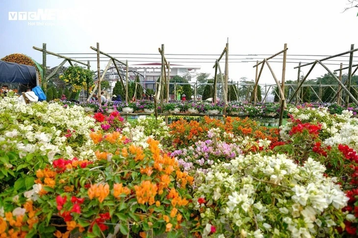 Le 2e Festival des fleurs de Mê Linh, placé sous le thème «Mê Linh est brillante de fleurs», se tiendra du 26 au 29 décembre. Photo: Viên Minh/VTCNews