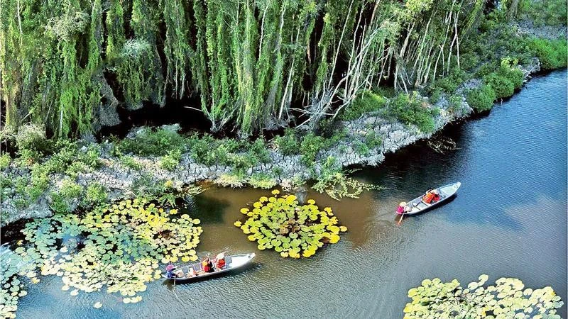 Des touristes visitent la forêt de cajeputiers à Dong Thap Muoi, à Long An. Photo : nhandan.vn