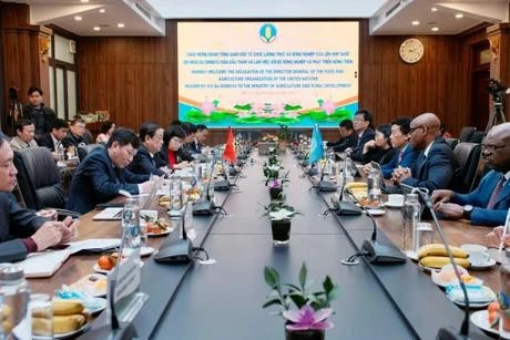 La séance de travail entre le ministère vietnamien l'Agriculture et du Développement rural et la FAO. Photo : VNA