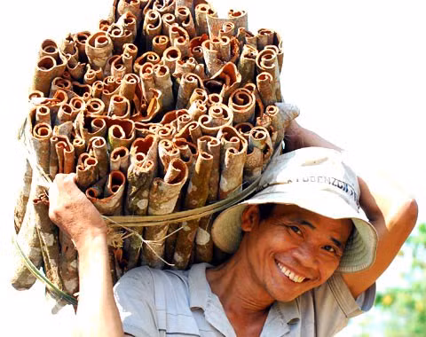 Exportations annuelles de 400 tonnes de cannelle de Tra Bông ảnh 1